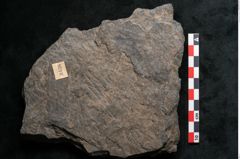 Foto (Detailansicht) von Plantae indet.  (NHMW-GEO-2024-0188-11526)